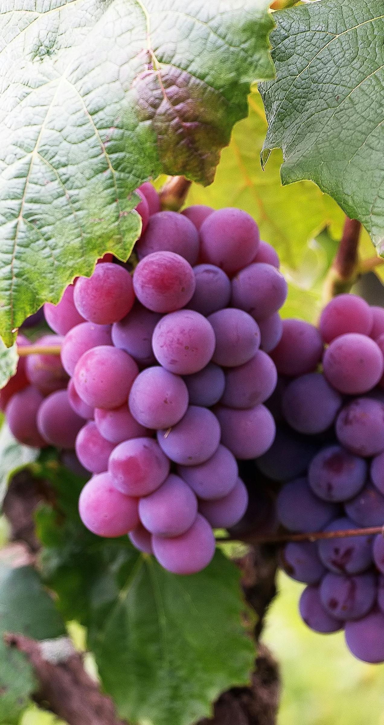 immagine progetto lombardia 2030